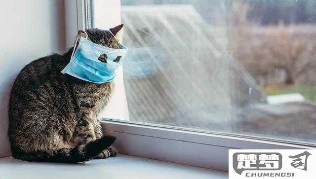 猫冠状病毒怎么治疗？详细治疗方案和护理指南