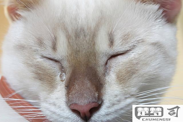 猫咪流眼泪是怎么回事？可能的原因及处理方法