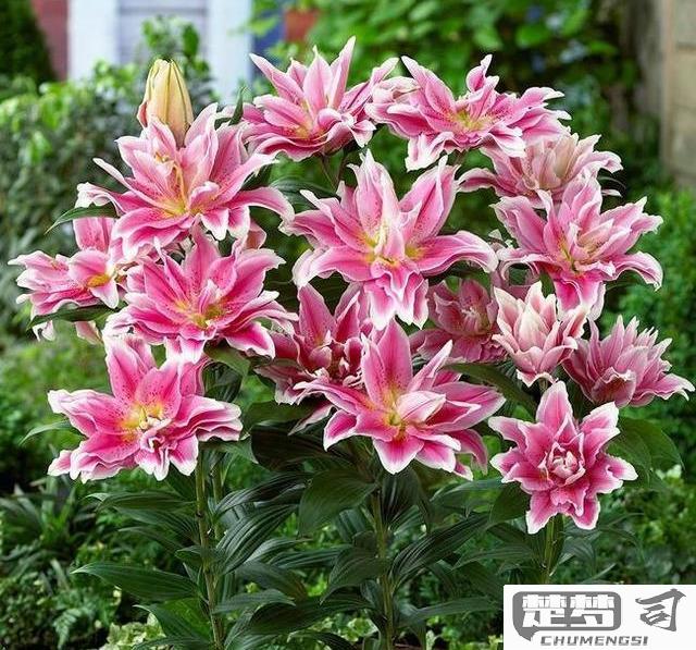 百合花开败后怎么处理？修剪、养护与复花全指南