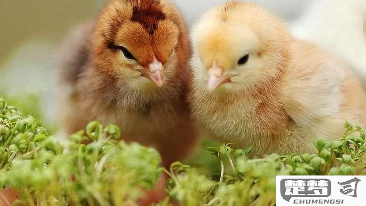 刚买的小鸡仔怎么养活？新手养鸡必备指南