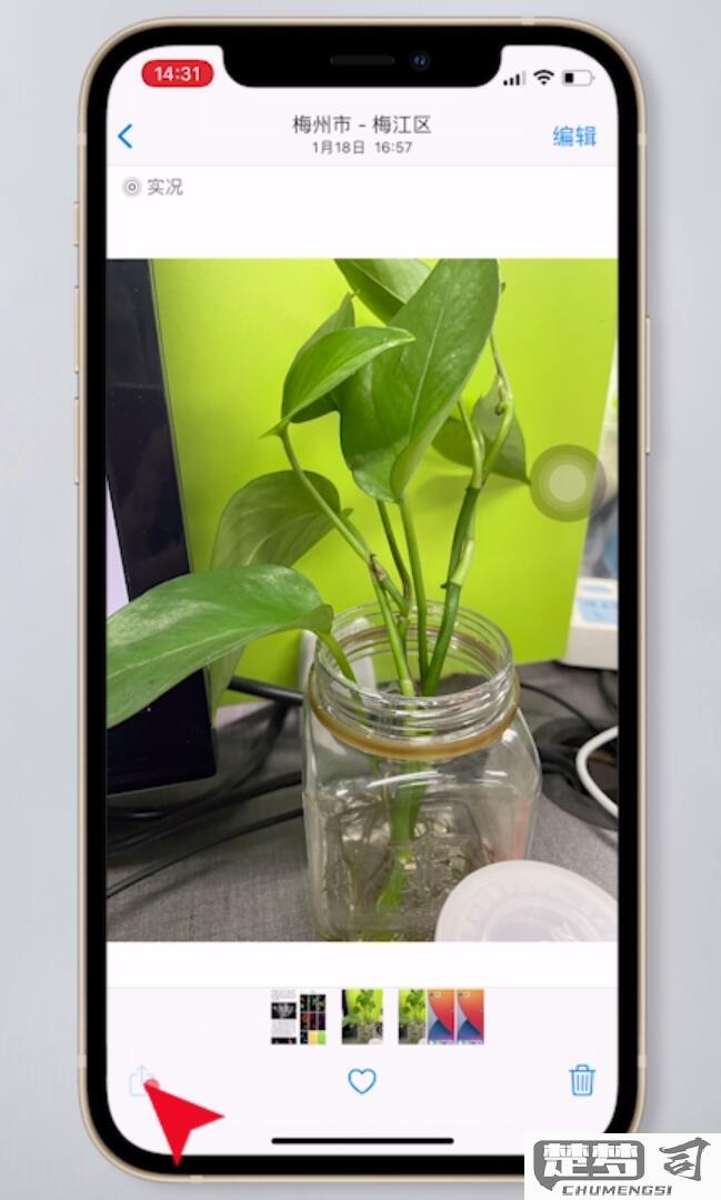 实况照片怎么发给别人？完整分享指南