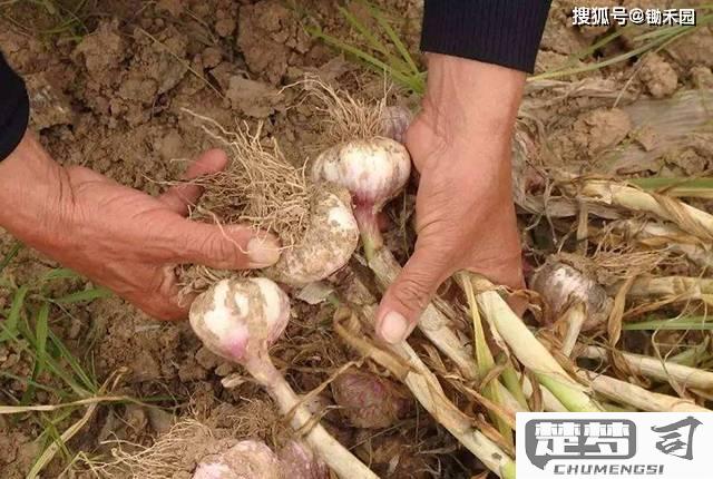 独头蒜是怎么种出来的？种植方法与技巧全解析