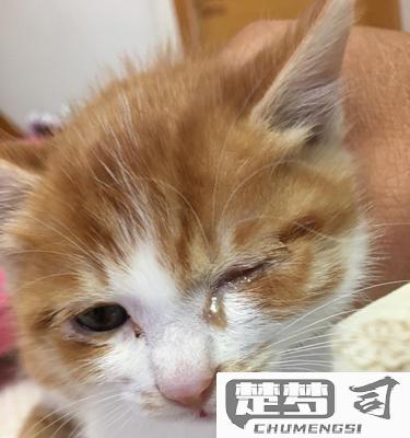 小猫流眼泪是怎么回事？常见原因及处理方法
