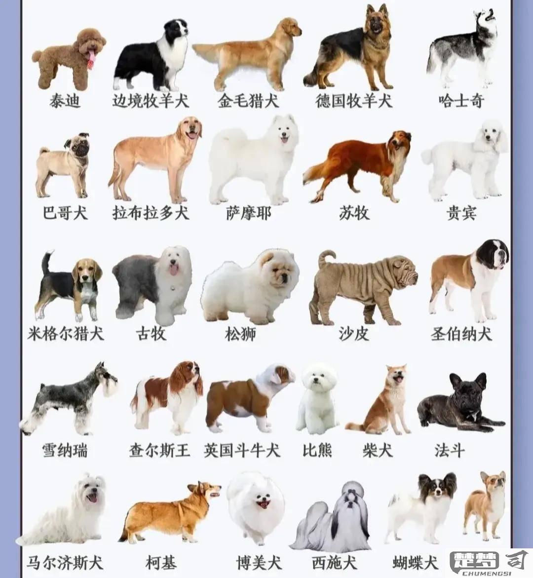 怎么让狗知道自己名字？训练狗狗记住名字的有效方法