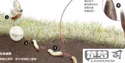 冬虫夏草是怎么形成的及其生长环境和条件是什么？