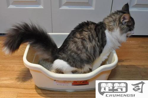 猫尿不出来尿怎么解决？紧急处理与长期护理指南