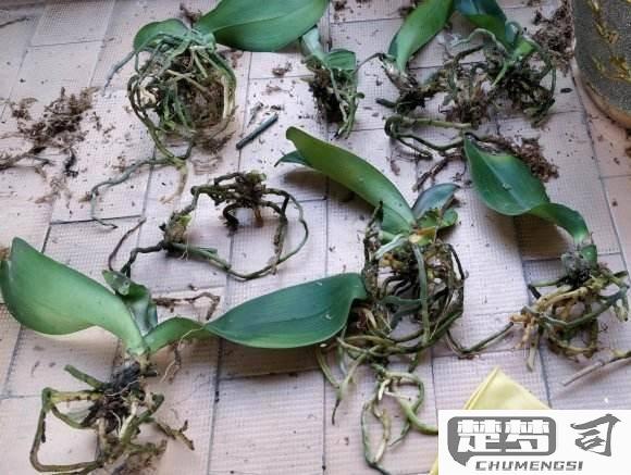蝴蝶兰怎么繁殖出幼苗？实用方法与步骤详解