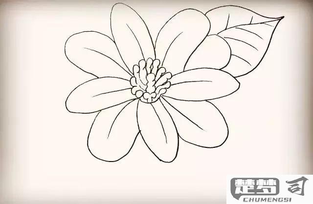 怎么画花朵好看又简单？初学者必备技巧与步骤图解